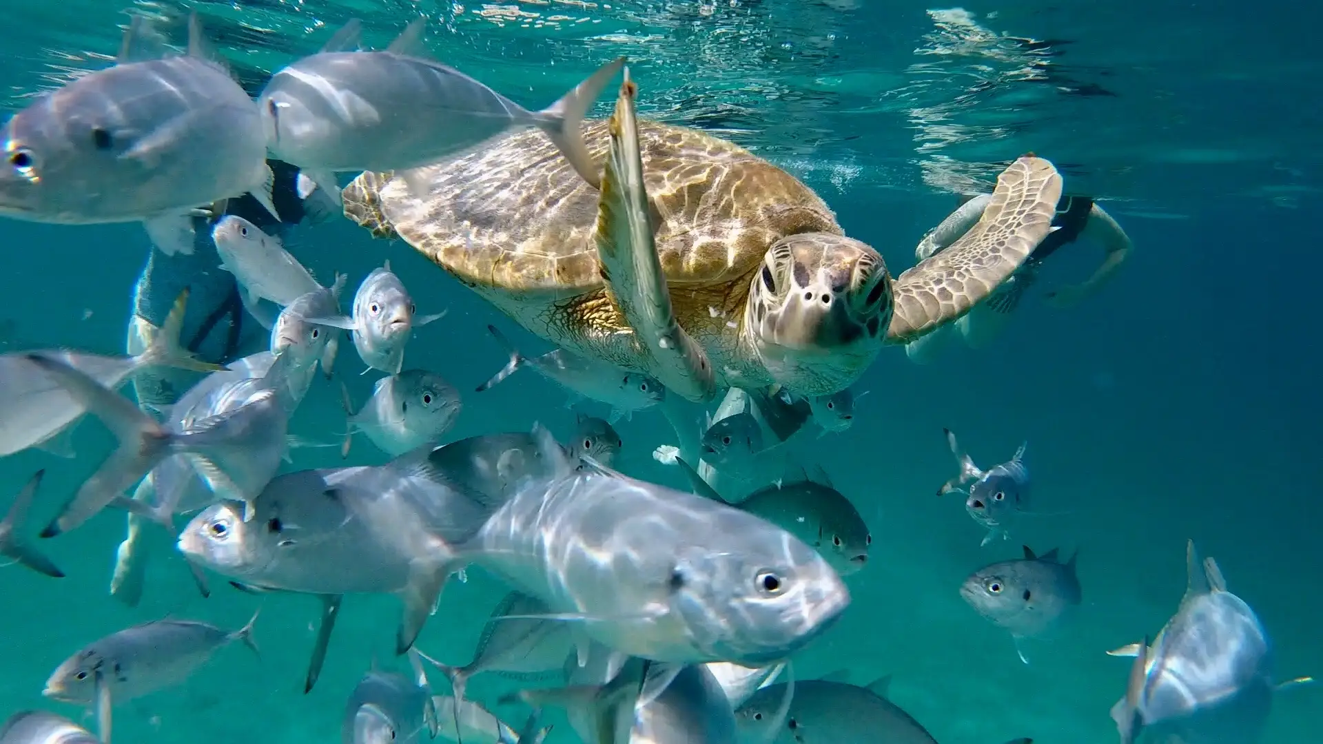 Hawksbill turtle in Barbados